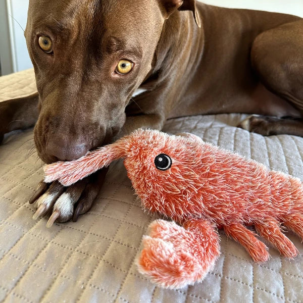 Floppy™ – Le P’tit Jouet Qui Rend Ton Chien Heureux ! 🐾